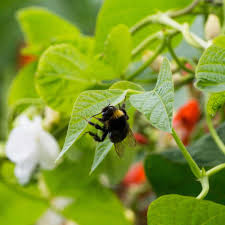 A bumblebee visiting a flowering bean plant